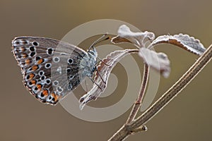 Polyommatus icarus butterfly