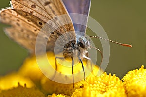 Polyommatus Icarus butterfly