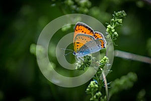 Polyommatus icarus is a butterfly in the family Lycaenidae.