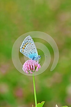 Polyommatus icarus , the common blue butterfly