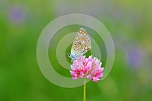 Polyommatus icarus , the common blue butterfly