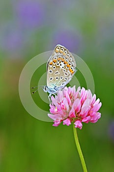 Polyommatus icarus , the common blue butterfly