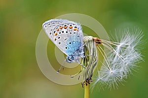 Polyommatus icarus , the common blue butterfly , butterflies of Iran