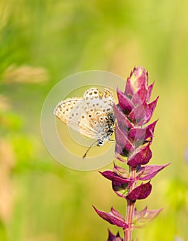 Polyommatus Icarus, Common Blue, is a butterfly in the family Lycaenidae. Beautiful butterfly sitting on flower.