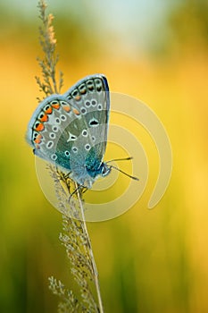 Polyommatus Icarus, Common Blue, is a butterfly in the family Lycaenidae. Beautiful butterfly sitting on flower.