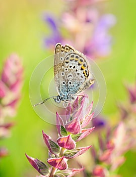 Polyommatus Icarus, Common Blue, is a butterfly in the family Lycaenidae. Beautiful butterfly sitting on flower. photo
