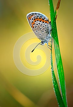 Polyommatus Icarus, Common Blue, is a butterfly in the family Lycaenidae. Beautiful butterfly sitting on flower.