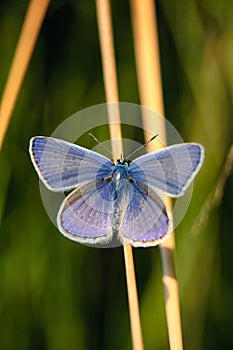 Polyommatus Icarus, Common Blue, is a butterfly in the family Lycaenidae. Beautiful butterfly sitting on flower. photo