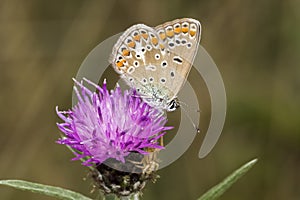 Polyommatus icarus, Common Blue butterfly from Lower Saxony, Germany