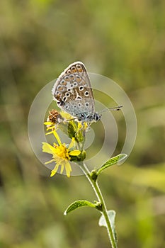 Polyommatus icarus, Common Blue butterfly from Lower Saxony, Germany