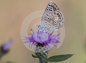 Polyommatus icarus photo