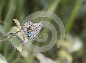 Polyommatus icarus photo