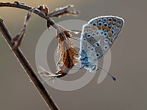 Polyommatus icarus - diurnal butterfly  on dry grass in the dew photo