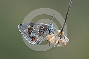 Polyommatus icarus - diurnal butterfly on the forest flower in the dew photo