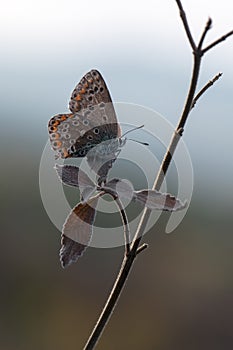 Polyommatus icarus - diurnal butterfly on a forest flower in dew photo