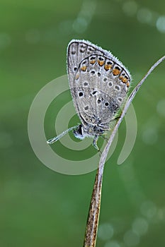 Polyommatus icarus - diurnal butterfly in the summer dew on a blade of grass awaits dawn on a blade of grass