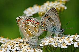 Polyommatus icarus pair photo