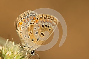 Polyommatus icarus is a small butterfly in the family Lycaenidae