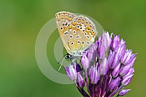 Polyommatus thersites , the Chapman`s blue butterfly nectar suckling on purple flower photo