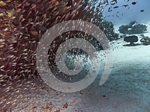 A Polyp Butterflyfish Chaetodon austriacus