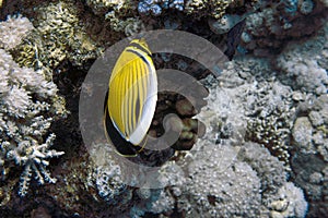 A Polyp Butterflyfish Chaetodon austriacus in the Red Sea