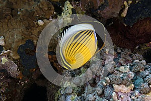 A Polyp Butterflyfish (Chaetodon austriacus) in the Red Sea