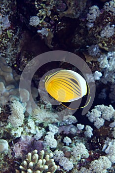 Polyp butterflyfish in the Red sea.