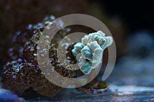 Polyp of healthy candy cane coral, animal propagation in nano reef marine aquarium, LED actinic blue light, live rock