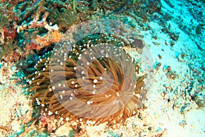 Polyped stony corals with transparent shrimps