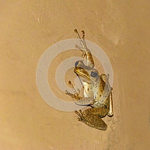 Polypedates cruciger, whipping frog sticks to a wall photo