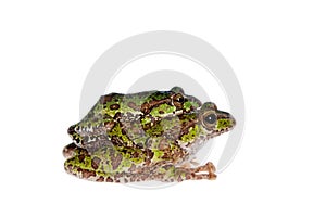 Polypedates duboisi, flying tree frog on white