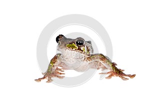 Polypedates duboisi, flying tree frog on white