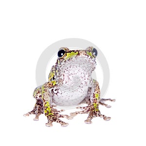 Polypedates duboisi, flying tree frog on white