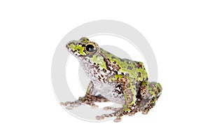 Polypedates duboisi, flying tree frog on white