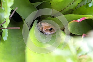 Polypedates leucomystax in the axils of Bromeliads photo