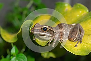 A Polypedates leucomystax, commonly called Striped tree frog, perches on leaf