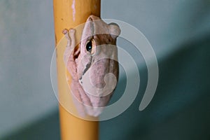 Polypedates leucomystax, Four-lined tree frog,