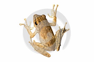 Polypedates leucomystax, Golden tree frog ,Common tree frog, with isolated on white background