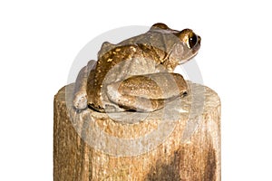 Polypedates leucomystax, Golden tree frog ,Common tree frog, stay on timber isolated white background