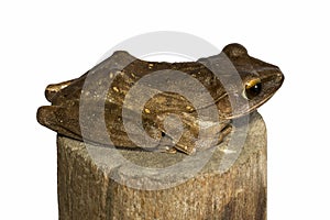 Polypedates leucomystax, Golden tree frog ,Common tree frog, stay on timber isolated white background