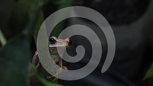 Polypedates macrotis or Dark eared tree frog