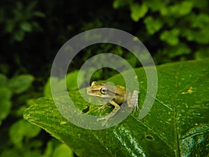 Polypedates maculatus also kown us Indian tree frog on a green leaf photo