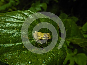 Polypedates maculatus, also kown us Indian tree frog, tree frog on a leaf photo