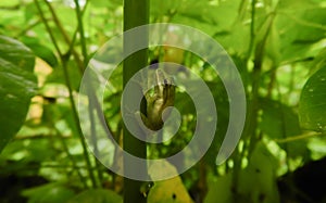 Polypedates maculatus kown us Indian tree frog on a plant's stem photo