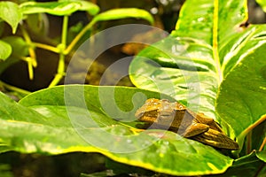 Polypedates otilophus frog on a leaf.
