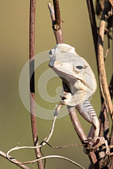 Polypedates otilophus.