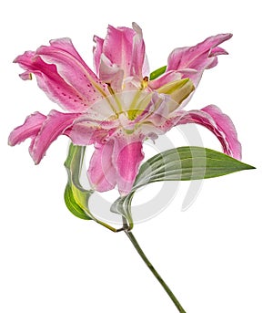 Polypetalous lily pink flower isolated on white