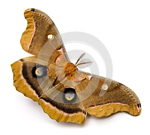 Polyphemus Moth photo