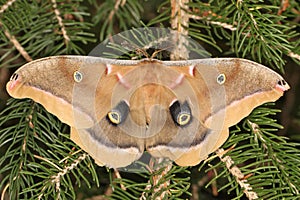 Polyphemus Moth photo