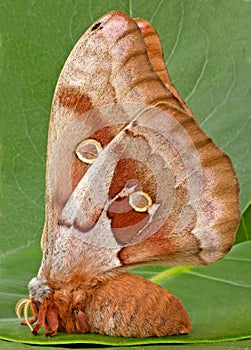 Polyphemus Moth photo